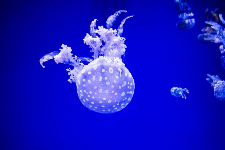 Underwater biology jellyfish blue Photo