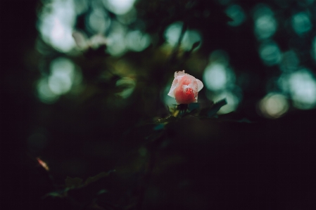 Foto Luz folha flor embaixo da agua