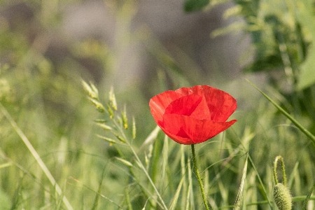 Foto Natureza grama plantar campo