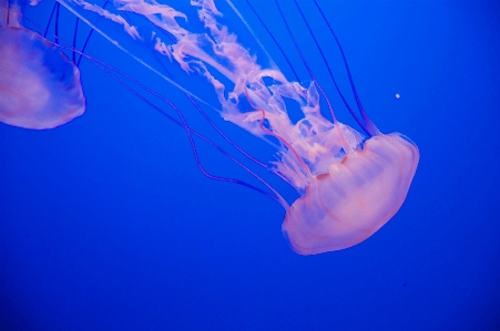 Foto Biologi ubur biru invertebrata