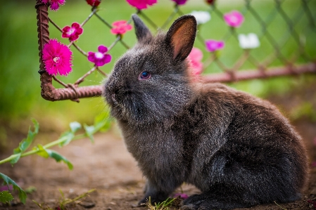 哺乳類 fauna うさぎ ひげ
 写真