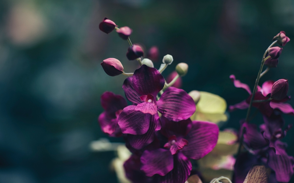 Natur blüte anlage fotografie