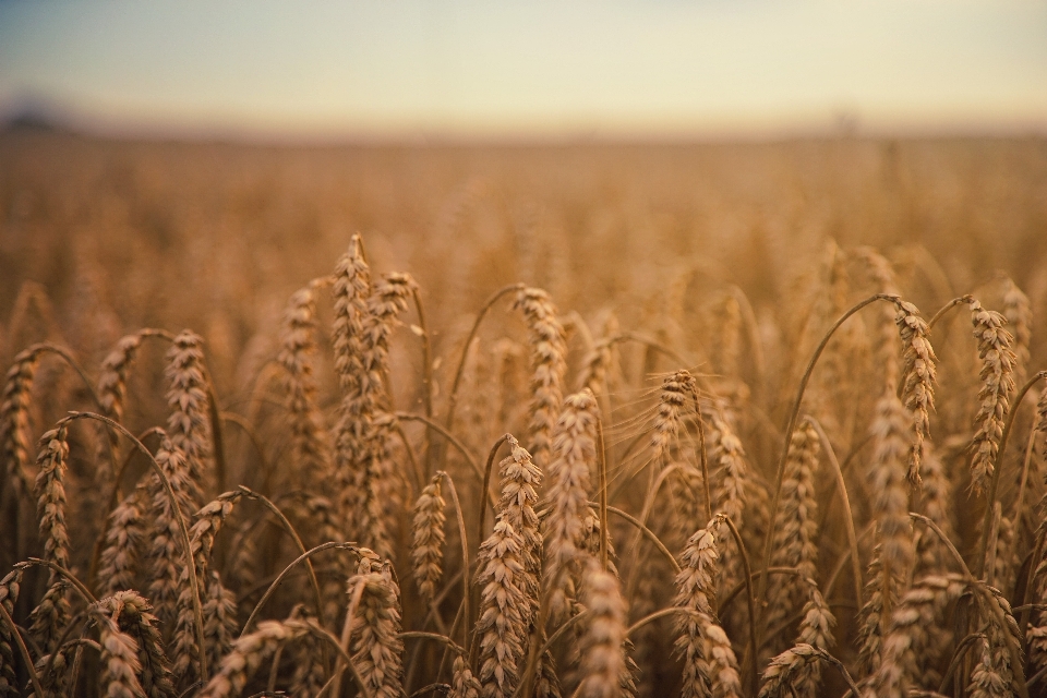 Plant field wheat prairie