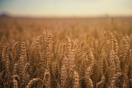 Plant field wheat prairie Photo