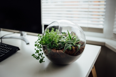 植物 葉 花 緑 写真