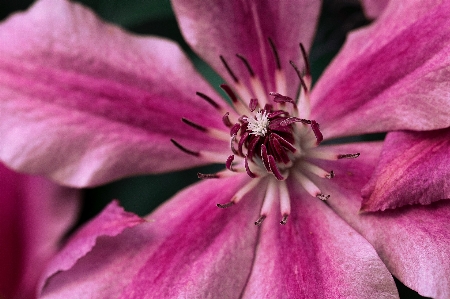 花 植物 写真撮影 紫 写真