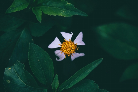 Doğa bitki güneş ışığı yaprak Fotoğraf