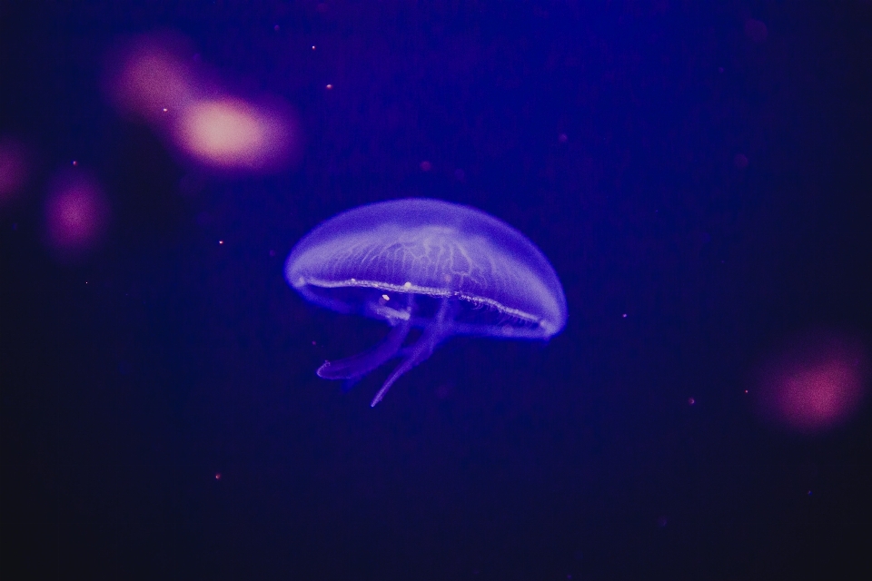 Underwater biology jellyfish invertebrate