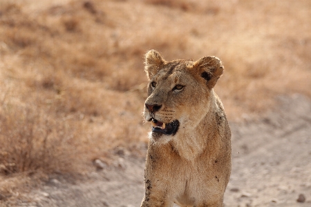 Adventure wildlife mammal mane Photo