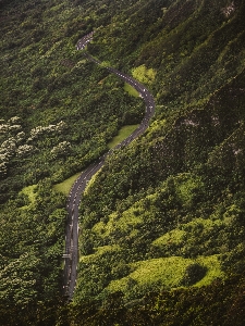 Landscape tree nature forest Photo