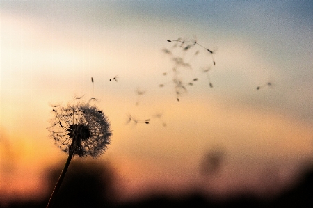 Foto Natura erba nube cielo