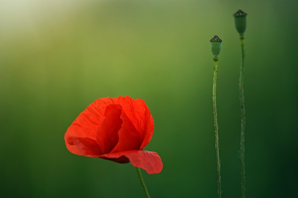 Natura zakład fotografia liść