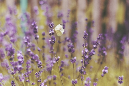 Natur anlage blume pollen Foto