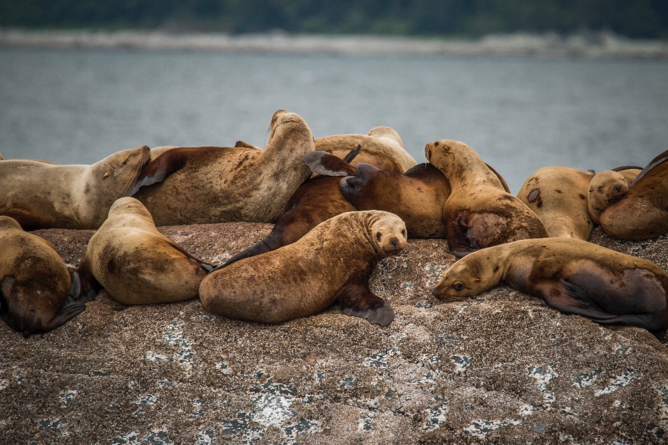 Animais selvagens mamífero fauna selos
