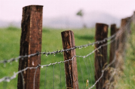 Tree nature grass fence Photo