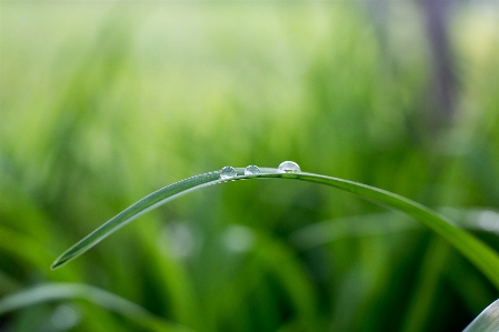 Water nature grass branch Photo