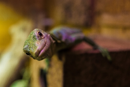 野生動物 爬虫類 両生類 fauna 写真