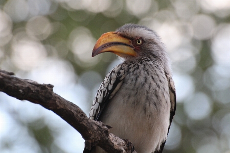 Foto Alam cabang burung sayap