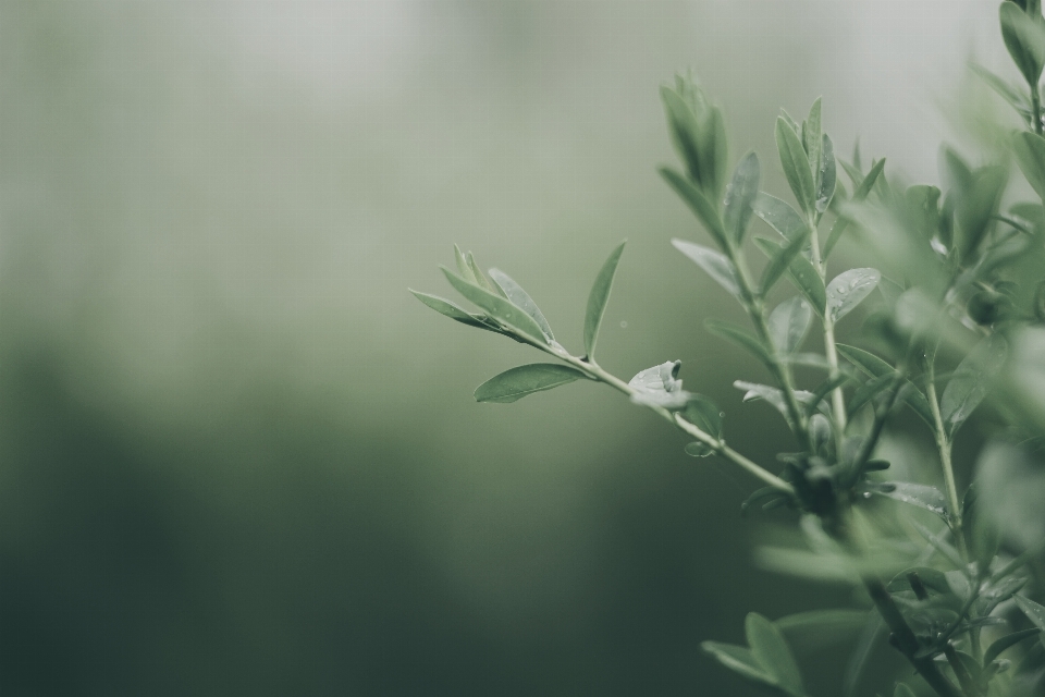 Baum natur gras zweig