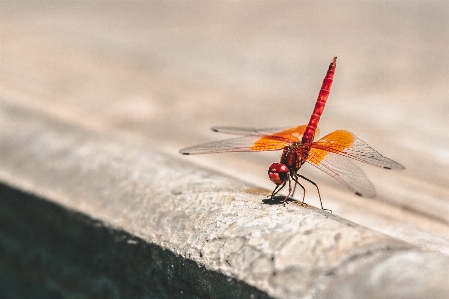 Foto Ala fotografia insetto fauna