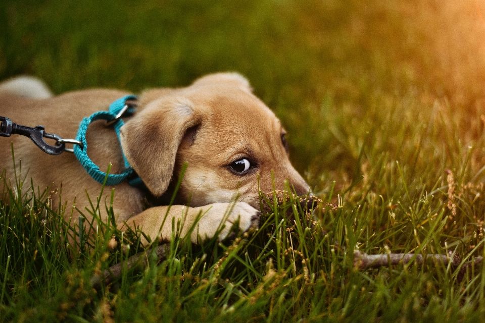 Grass puppy dog mammal