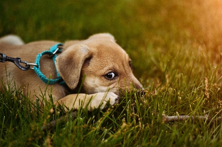 Grass puppy dog mammal Photo