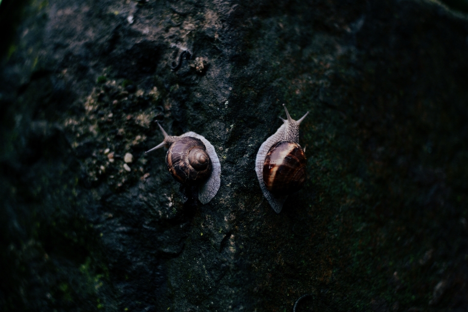 Fauna silvestre submarino biología oscuridad
