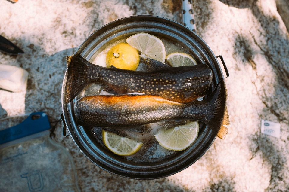 Peixe comida frutos do mar truta
