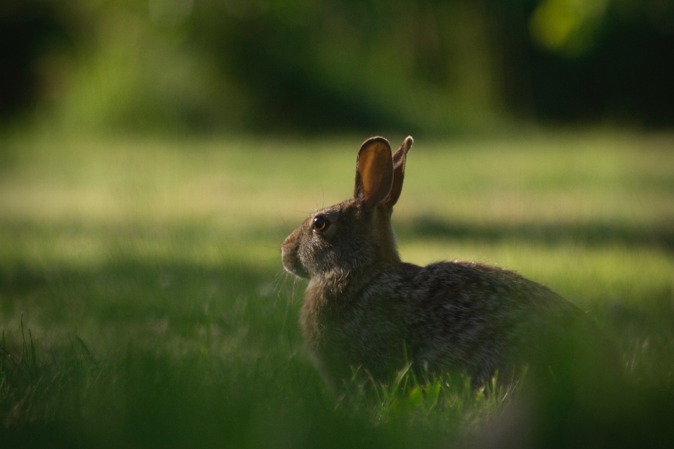 Natura trawa łąka
 preria
