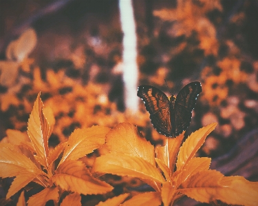 Baum natur zweig anlage Foto