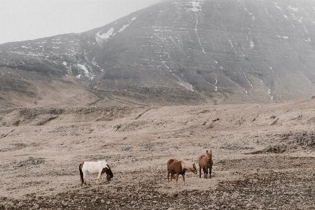 Landscape wilderness mountain valley Photo