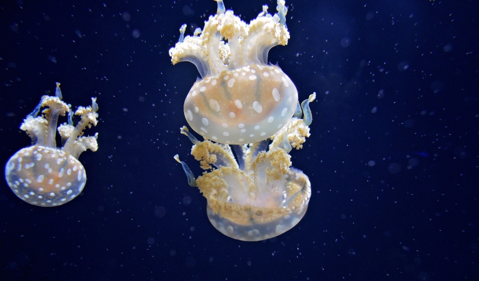 Underwater biology jellyfish blue