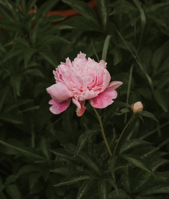 植物 花 花弁 レインドロップ