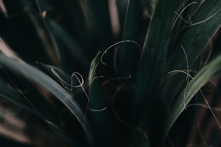 Grass light plant photography Photo