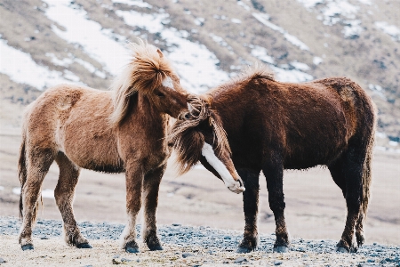 Foto Animais selvagens rebanho cavalo mamífero