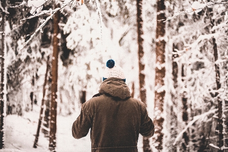 Foto árbol nieve invierno primavera