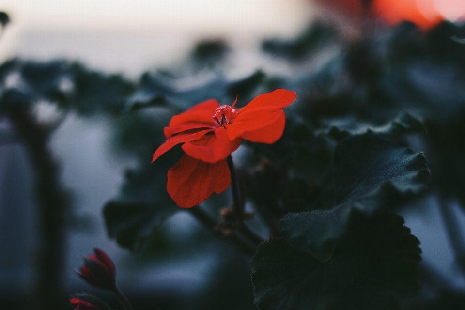 Blossom plant photography leaf