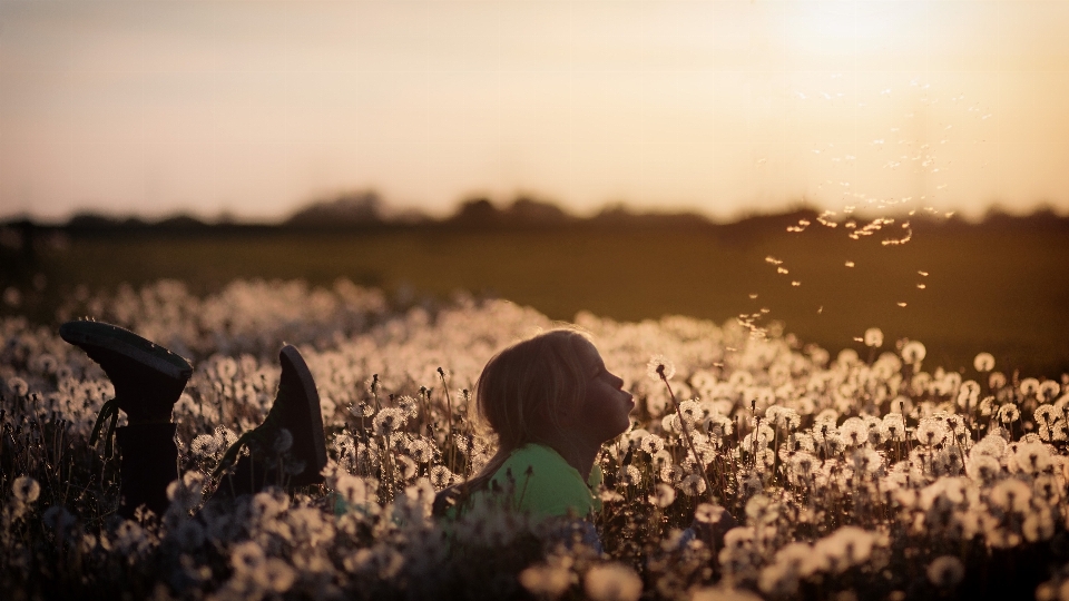 Naturaleza césped atardecer fotografía