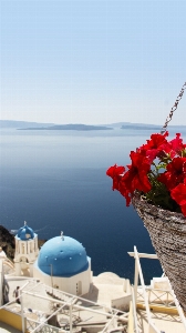 Deniz sahil çiçek tatil Fotoğraf