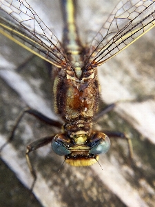 Foto Natureza floresta asa voar