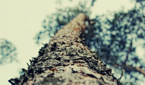 Baum natur wald gras Foto