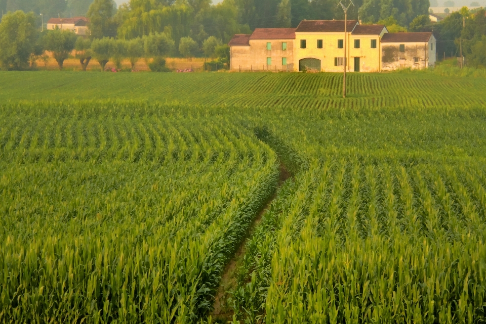 Landschaft anlage feld wiese
