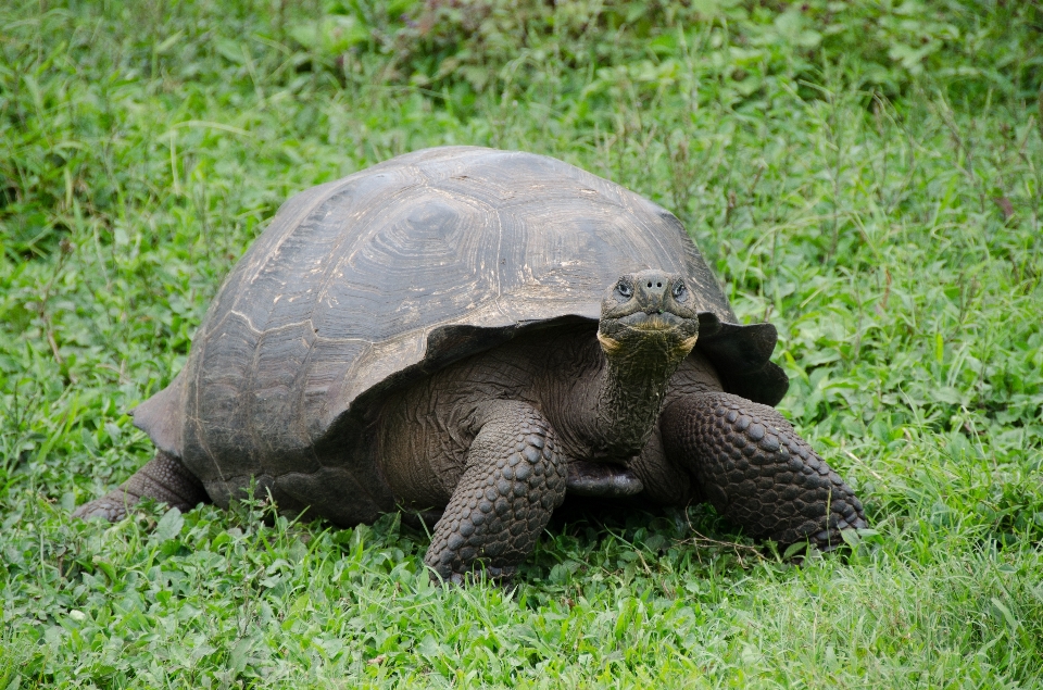 Fauna silvestre zoo tortuga reptil