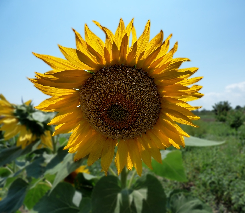 Nature plant sky field