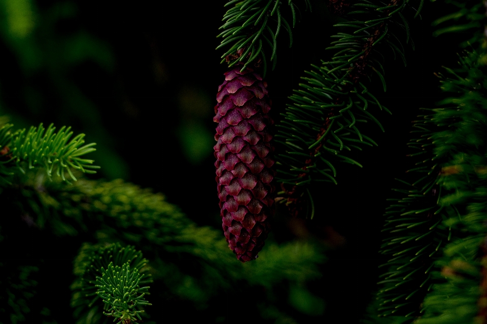 Baum natur wald zweig