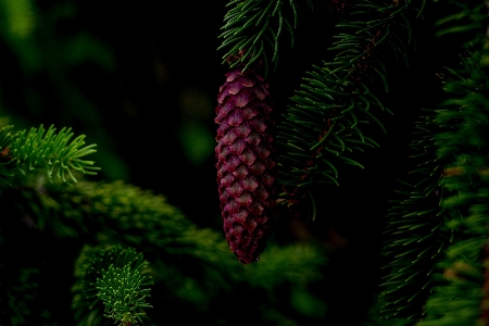 木 自然 森 ブランチ 写真