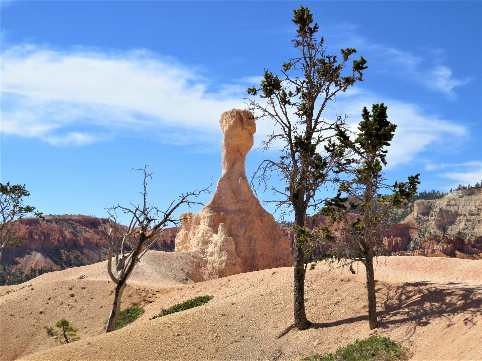 風景 木 rock 荒野
