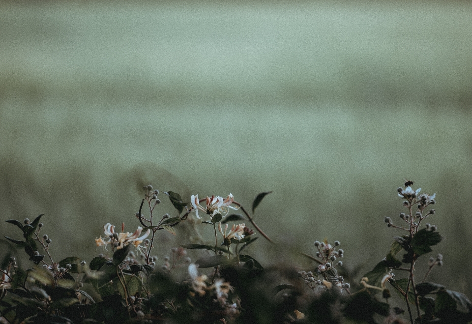 Nature bifurquer usine la photographie