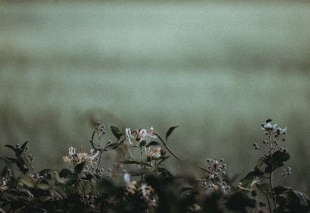 Photo Nature bifurquer usine la photographie