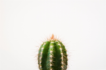 カクタス
 植物 花 閉じる
 写真